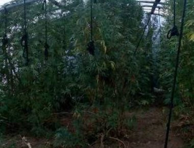 Ιωάννινα: 66χρονος είχε μετατρέψει θερμοκήπιο σε φυτώριο κάνναβης